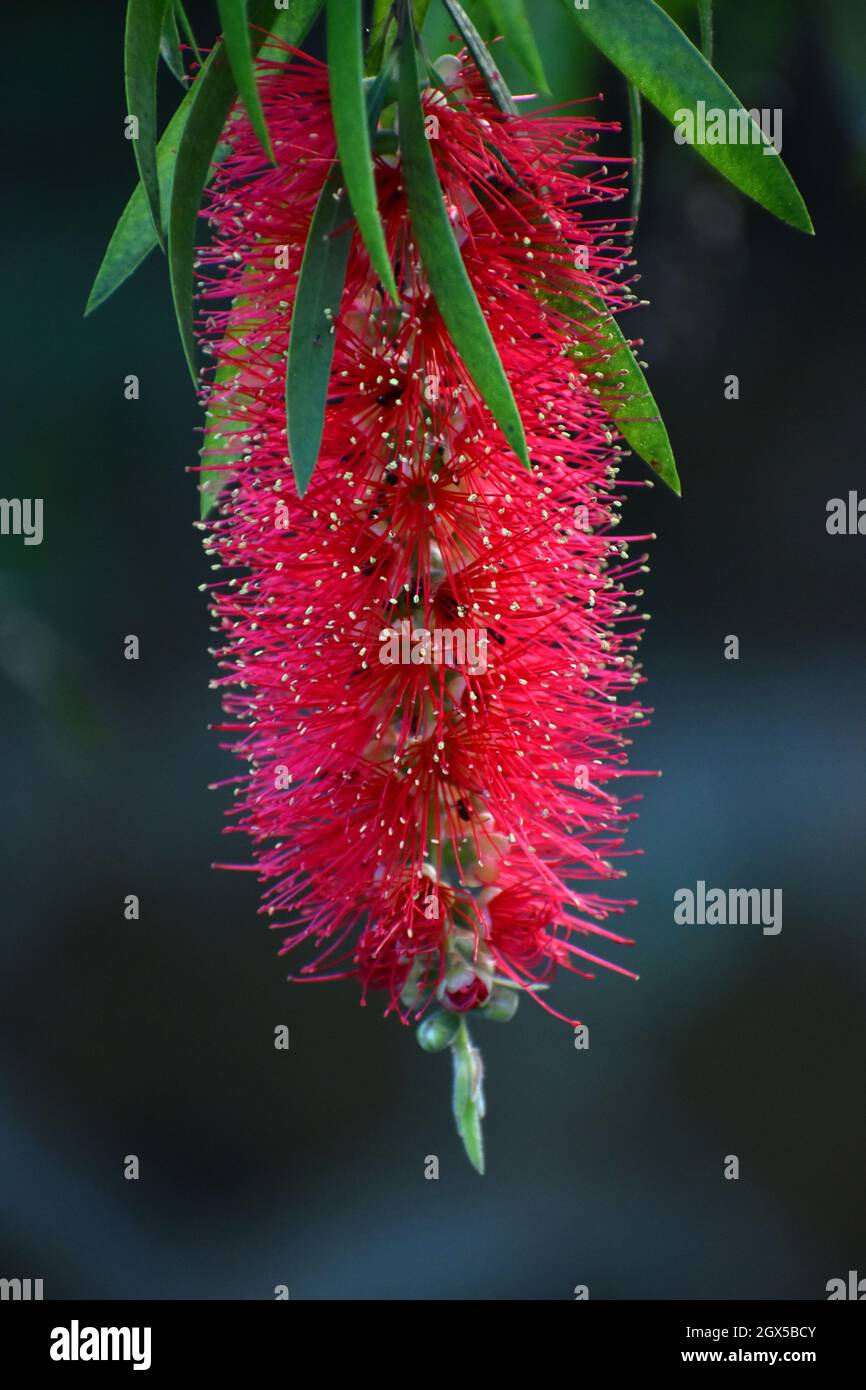 Weinende Flaschenbürste Blume. Melaleuca viminalis. Stockfoto