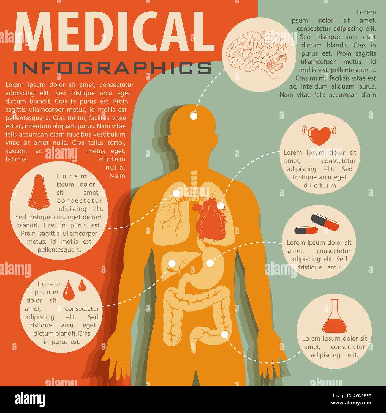 Medizinische Infografik mit menschlicher Anatomie Stock Vektor