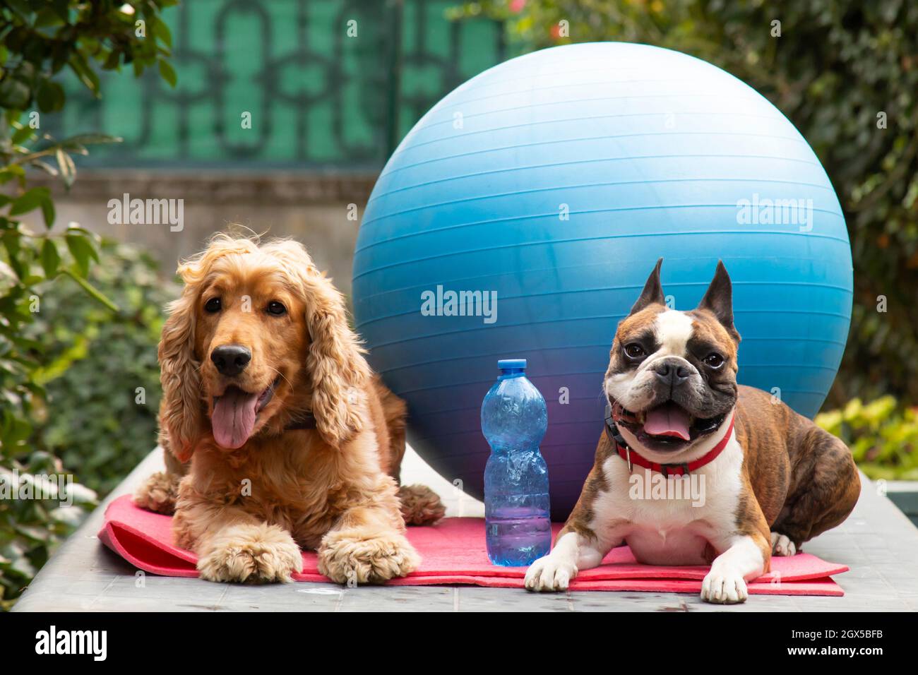 Niedlicher Cocker Spaniel und Boston Terrier bereit für Pilates-Unterricht, Fitness-Konzept Fotografie, humorvolle Fotografie. Stockfoto