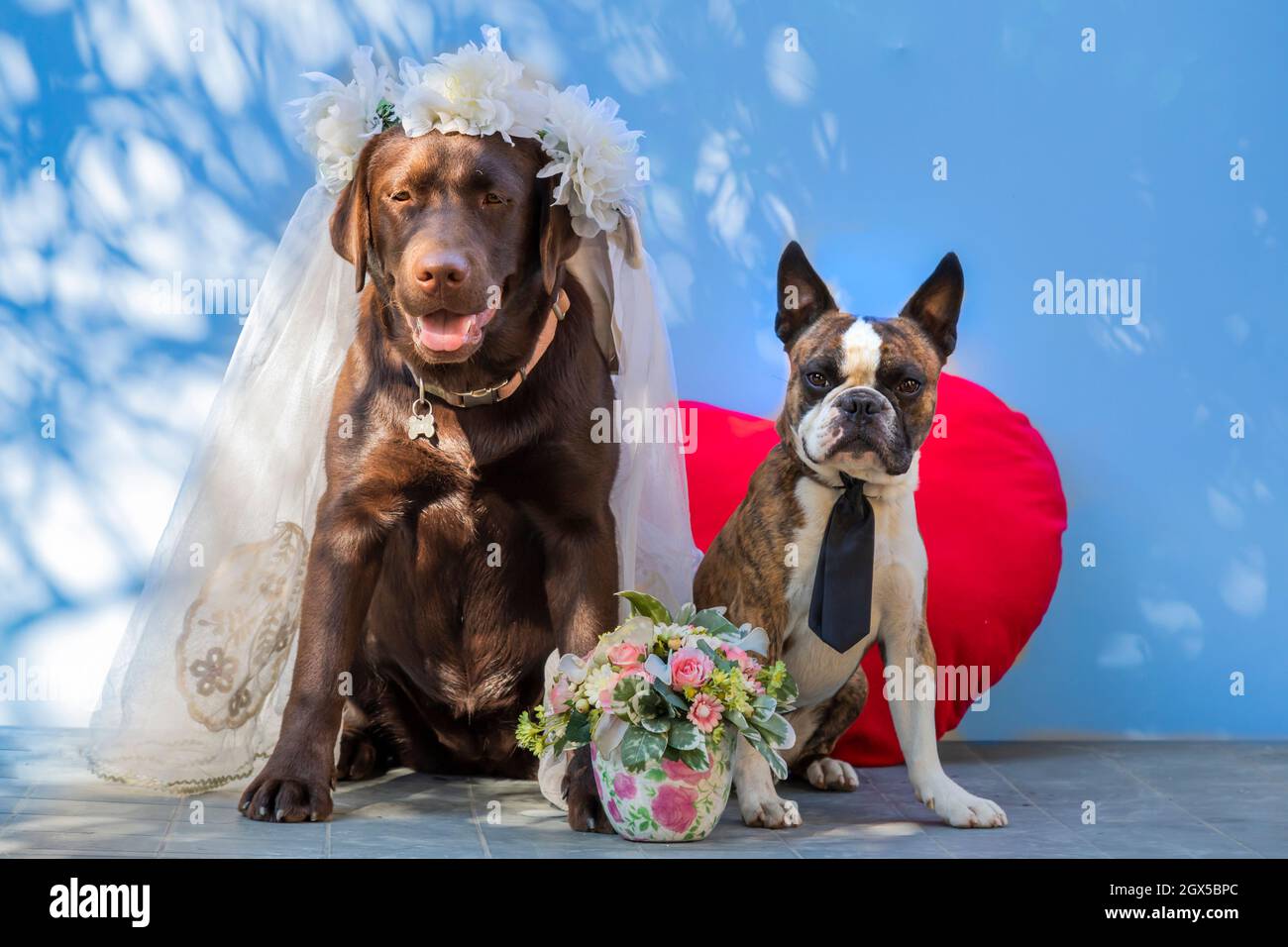 Hochzeitsfotografie, Braut Labrador und Bräutigam Boston Terrier, Hunde als Menschen, Comic-Foto Stockfoto