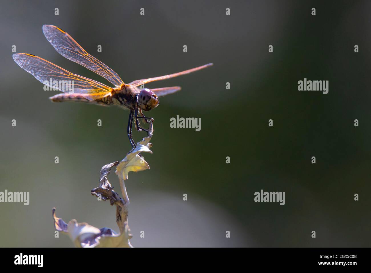 Orange-violette Libelle auf einem dunklen unscharfen Hintergrund auf einem trockenen Busch Stockfoto