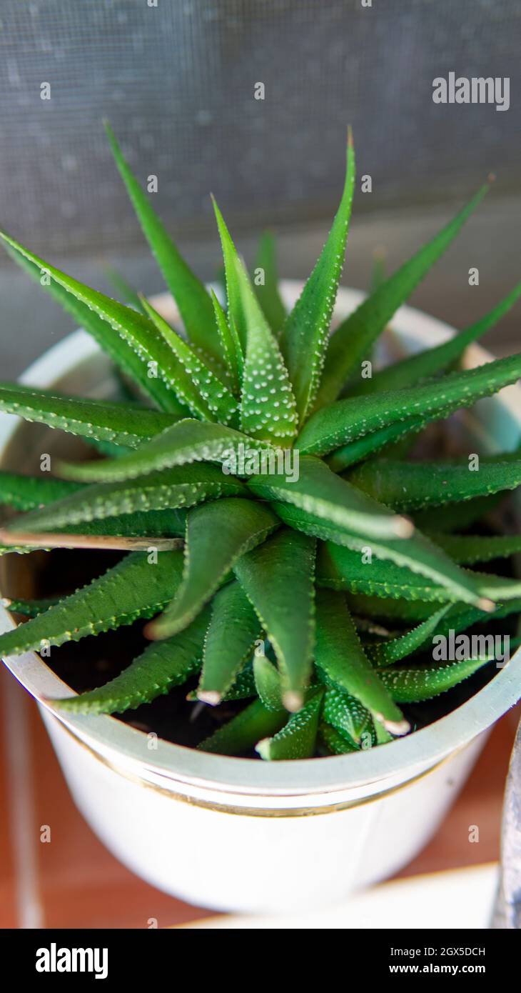 Nahansicht einer kleinen grnen Aloe Vera Pflanze in einem kleinen Topf  Stockfotografie - Alamy
