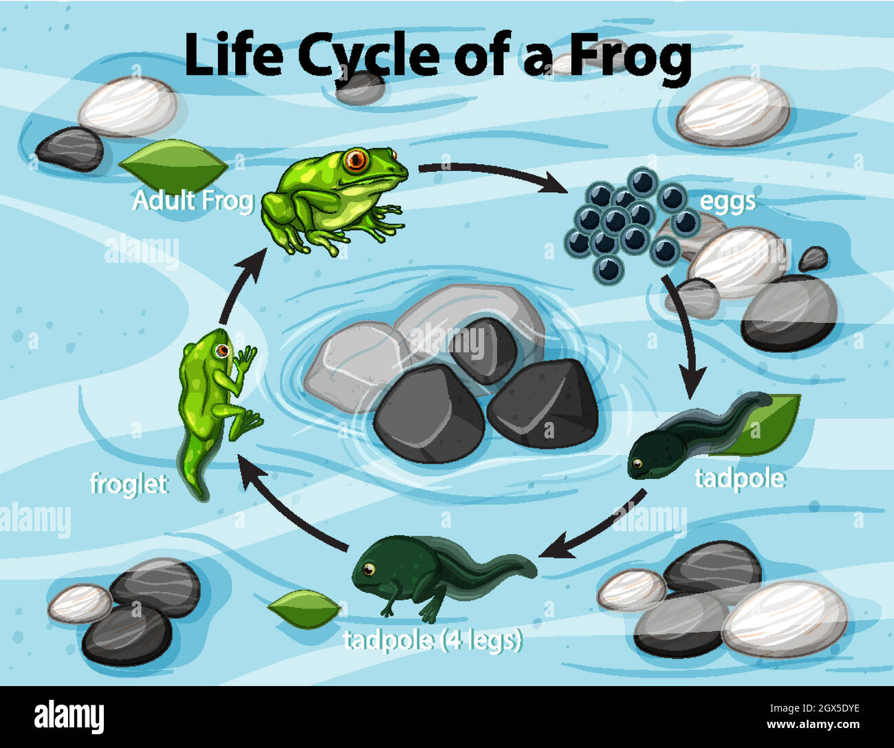 Diagramm mit Frosch-Lebenszyklus Stock Vektor