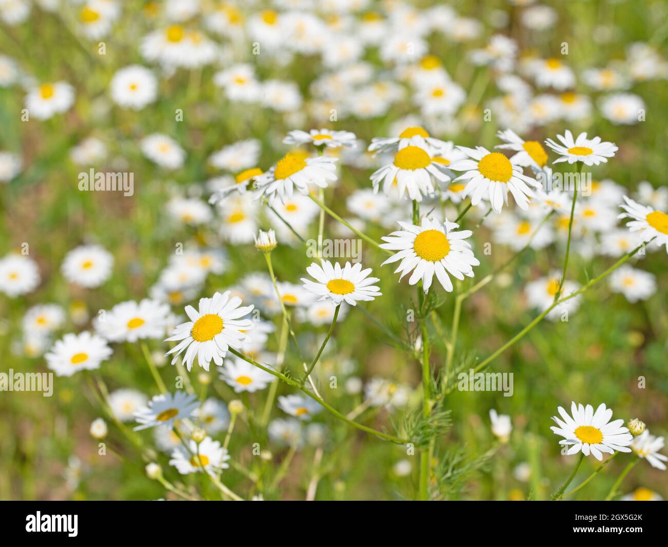 Blühende Kamille, Matricaria-Kamille Stockfoto