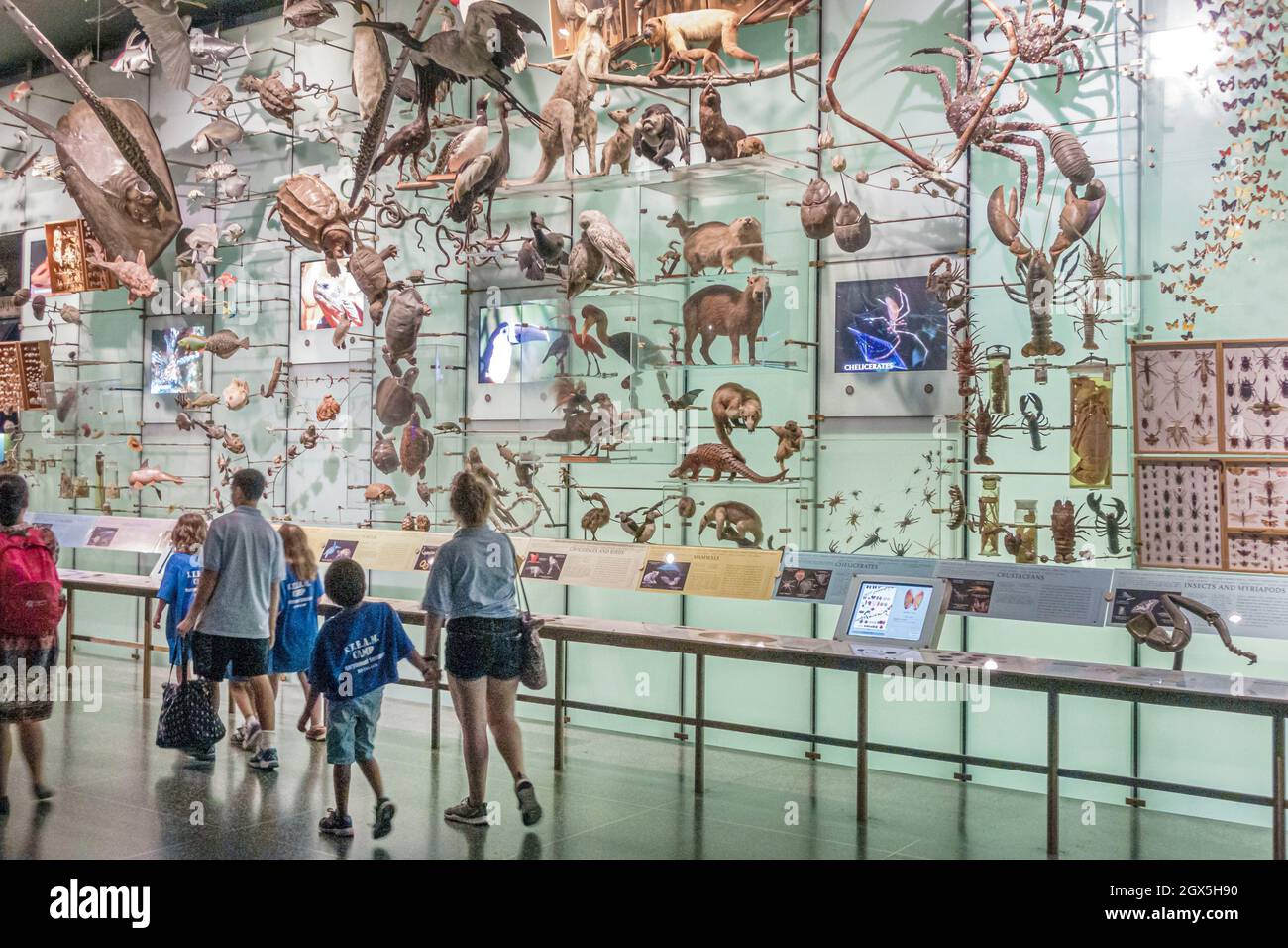 New York City, NY NYC Manhattan, Upper West Side, American Museum of Natural History, Hall of Biodiversity Ausstellung Sammlung Familie Kinder l Stockfoto