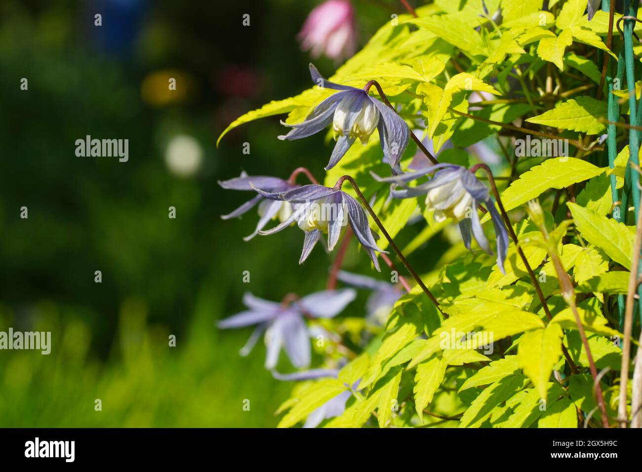 Blaue Doppel-Atragene (clematis) Sorte Stolwijk Gold blüht im Garten. Clematis mit goldgelben Blättern. Stockfoto