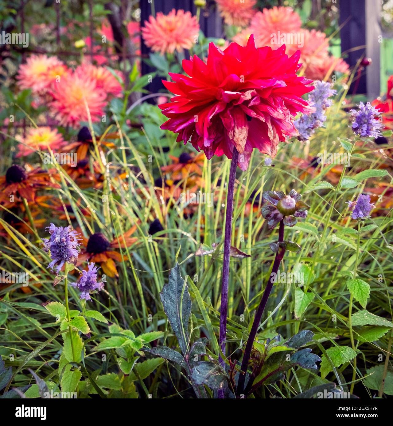 Eine Ausstellung von Chrysanthemen und Blumen auf der Chelsea Flower Show 2021 in London, Großbritannien. Stockfoto