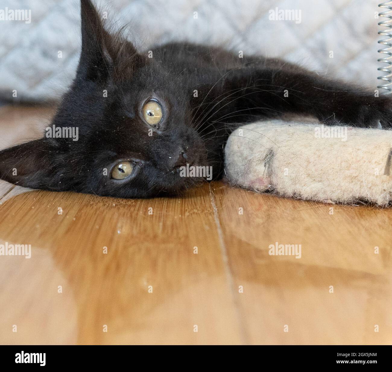 Ein solides schwarzes Hauskurzhaarkätzchen (7 Wochen) liegt nach dem Spielen auf einem Hartholzboden Stockfoto