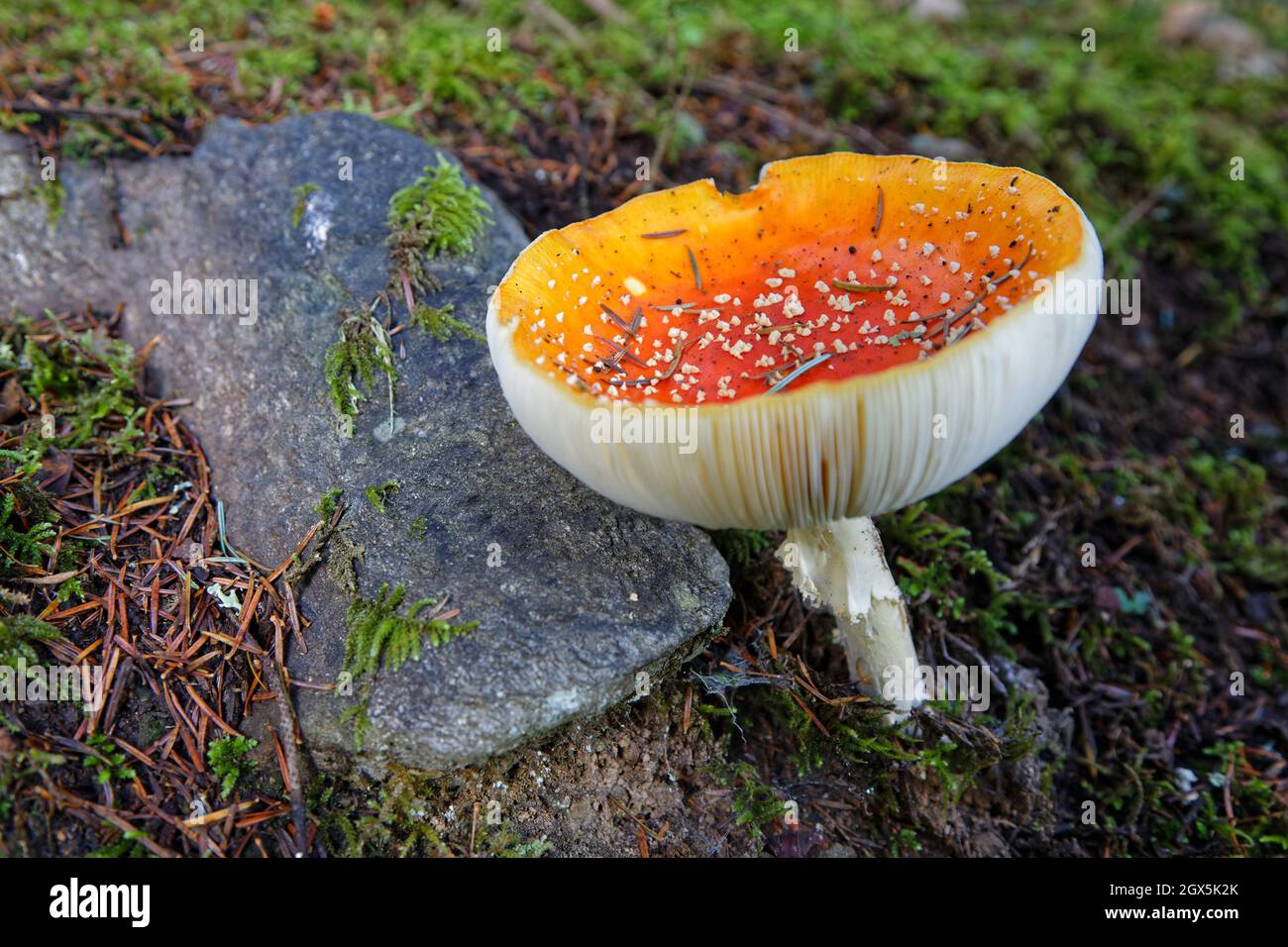 Sicherlich giftiger Pilz in den Wäldern der französischen alpen erste Hänge im Herbst Stockfoto