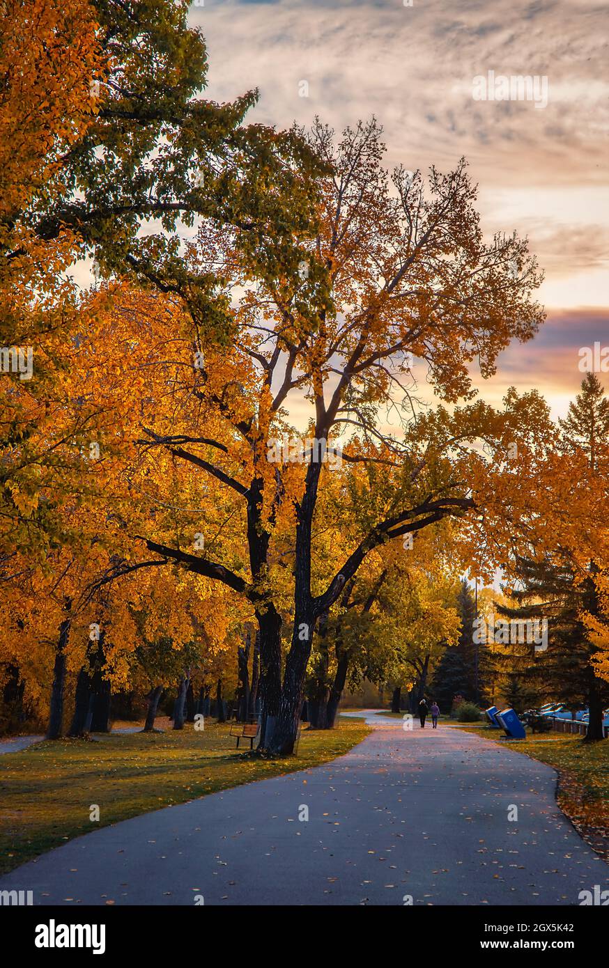 Treelined Pathway Durch Einen Herbstpark Stockfoto