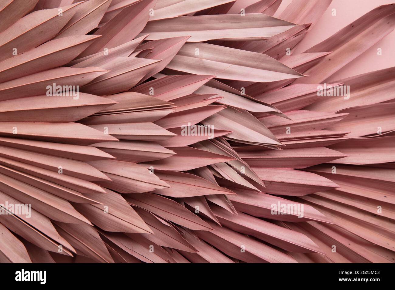 Getrocknete rosa tropische Palme Blatt Boho Stil modische Dekoration Hintergrund Stockfoto