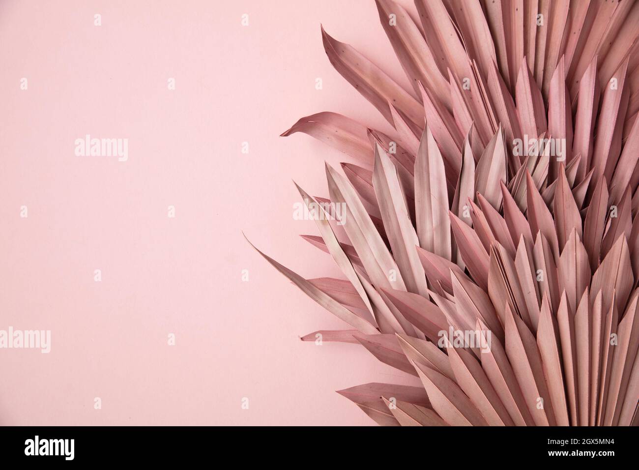 Getrocknete rosa tropische Palmenblatt Boho Stil modische Dekoration auf einem pastellrosa Hintergrund Stockfoto