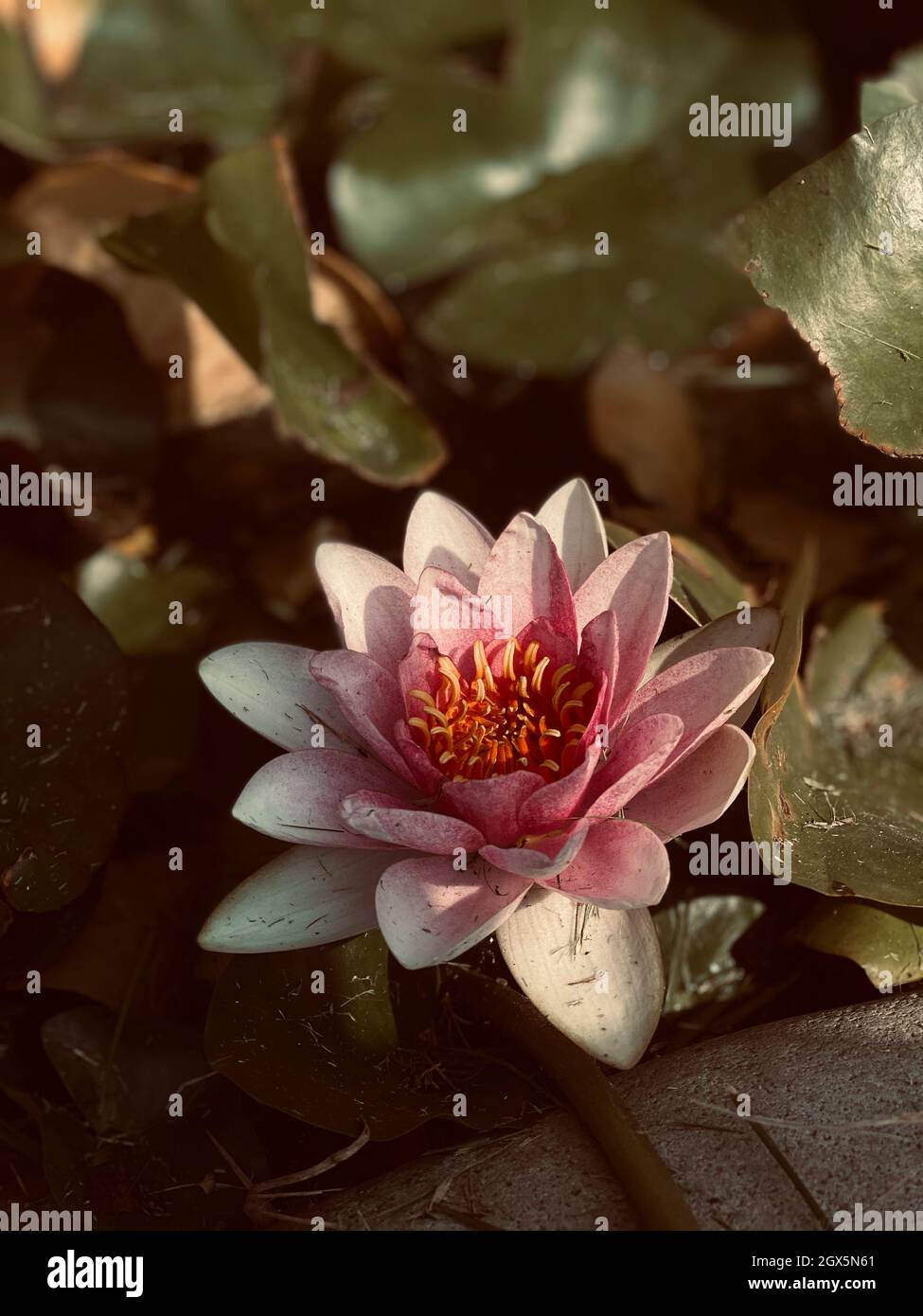 lotusblume im Teich, Freiraum Stockfoto