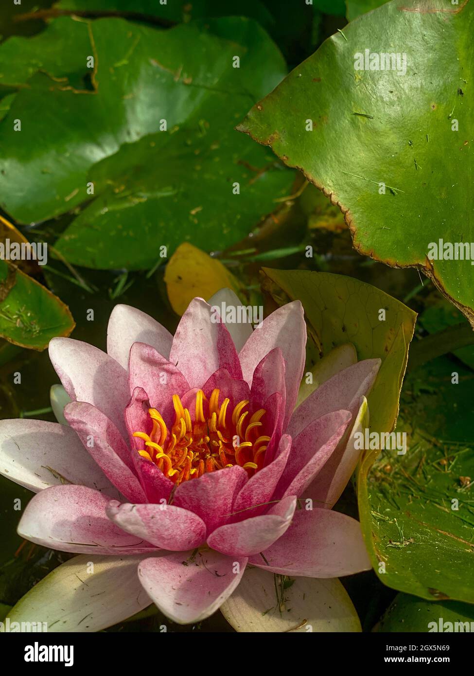 Rosa Lotusblume auf dem Teich Stockfoto
