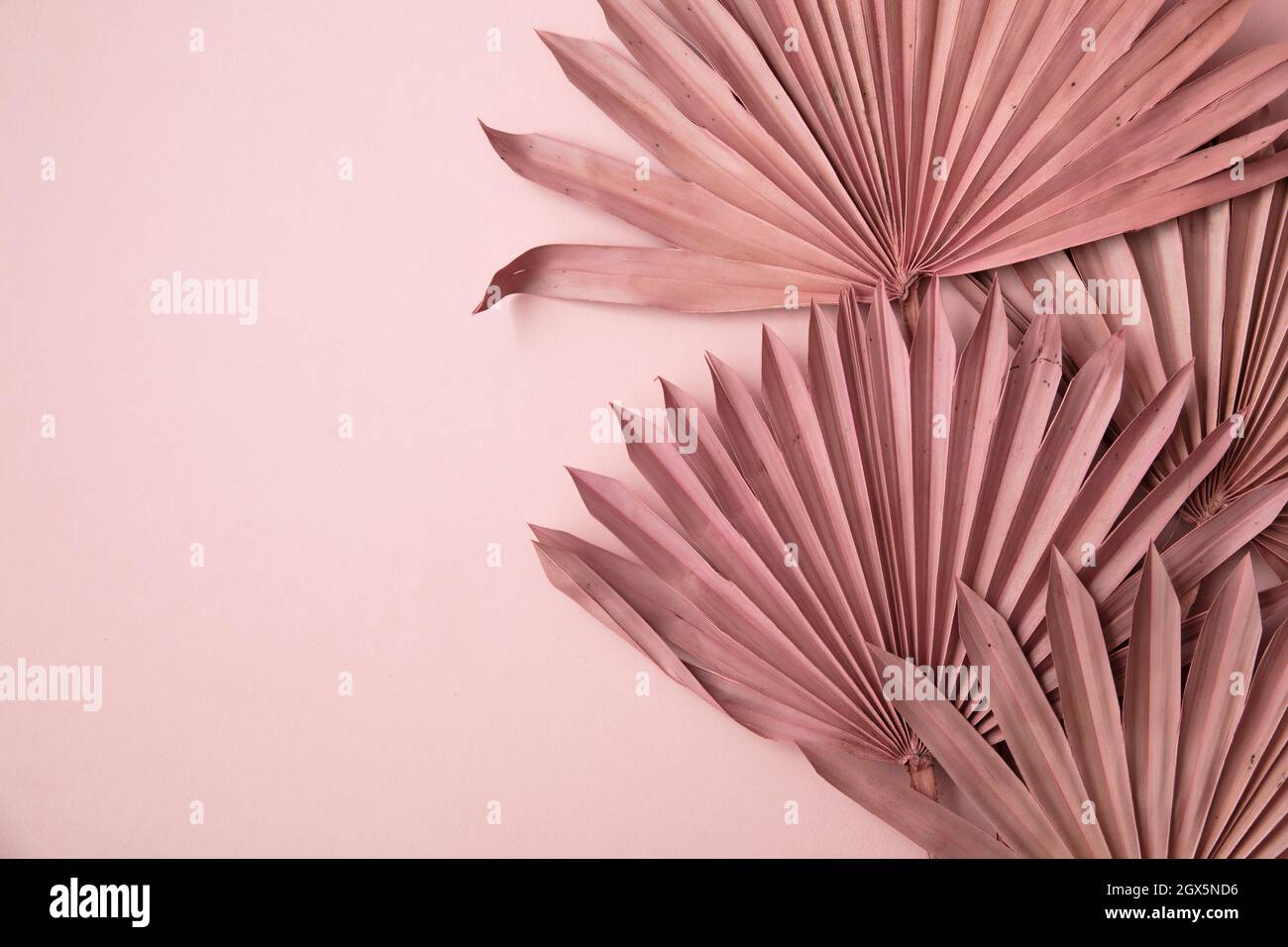 Getrocknete rosa tropische Palmenblatt Boho Stil modische Dekoration auf einem pastellrosa Hintergrund Stockfoto