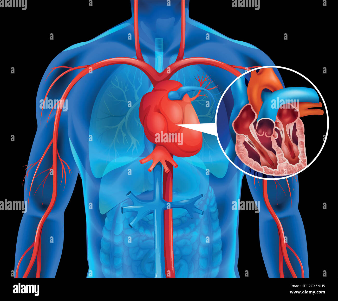 Röntgenstrahlen des menschlichen Herzens Stock Vektor