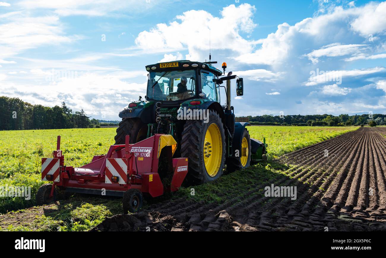 Luffness Mains Farm, East Lothian, Schottland, Großbritannien, 4. Oktober 2021. Beginn der Karottenernte: Luffness Mains ist die einzige Farm im Landkreis, die Karotten anbauen kann. Die Bauern ernten an einem warmen, sonnigen Tag. Eine Maschine schneidet die Karottenspitzen ab und bevor sie ausgegraben werden Stockfoto