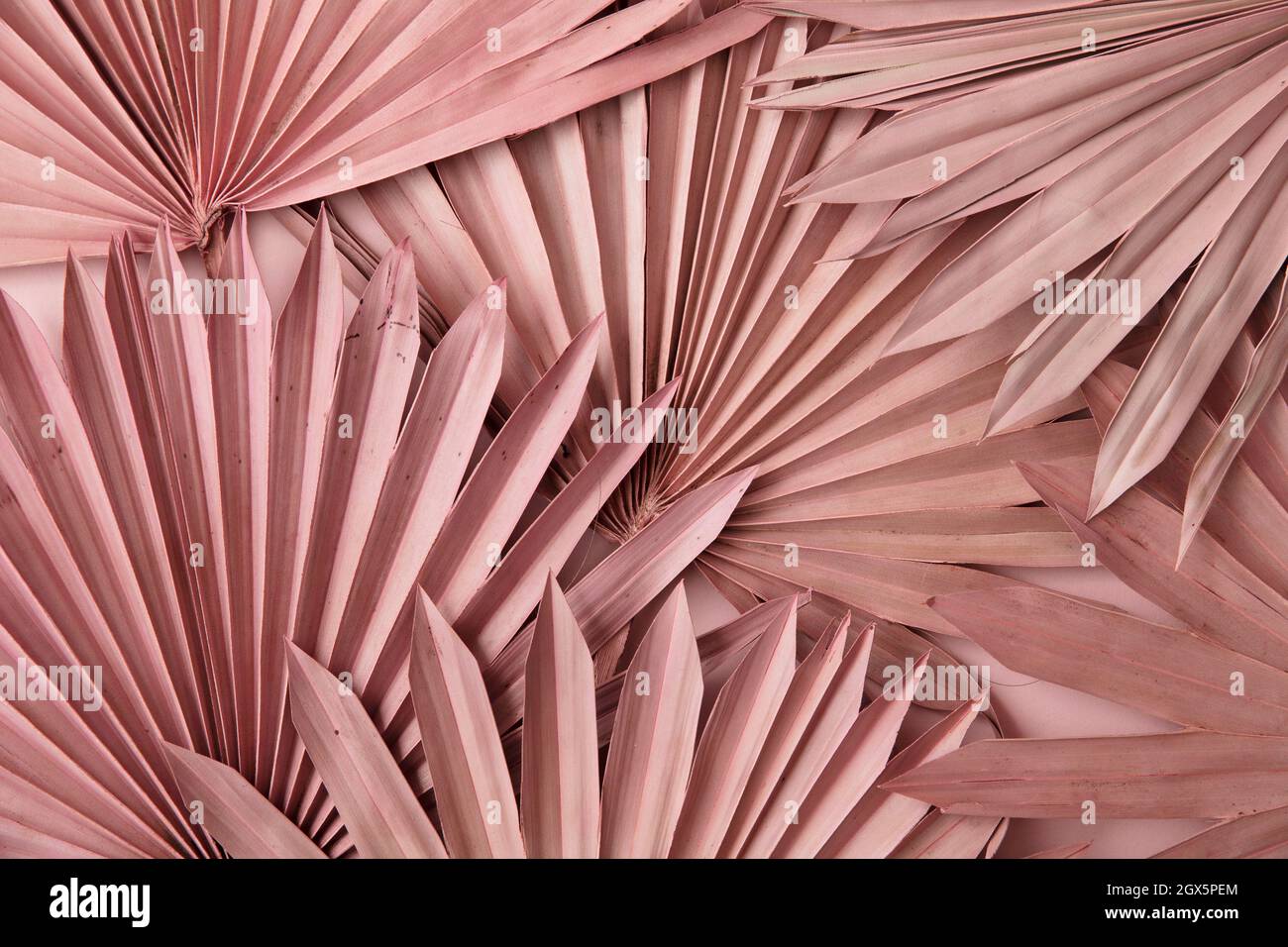 Getrocknete rosa tropische Palme Blatt Boho Stil modische Dekoration Hintergrund Stockfoto