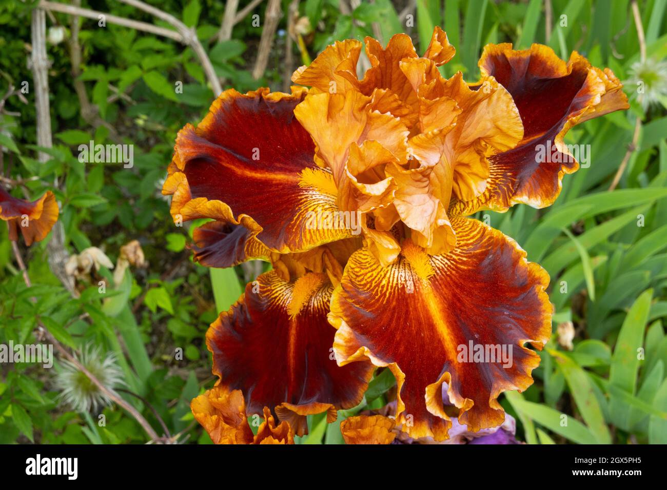 Iris Russler Stockfoto Iris Russler Stockfoto