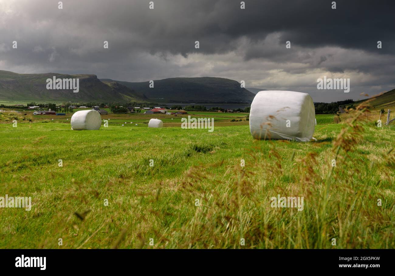 In Kunststoff verpackte Heuballen auf einem Grasfeld in Island. Stockfoto