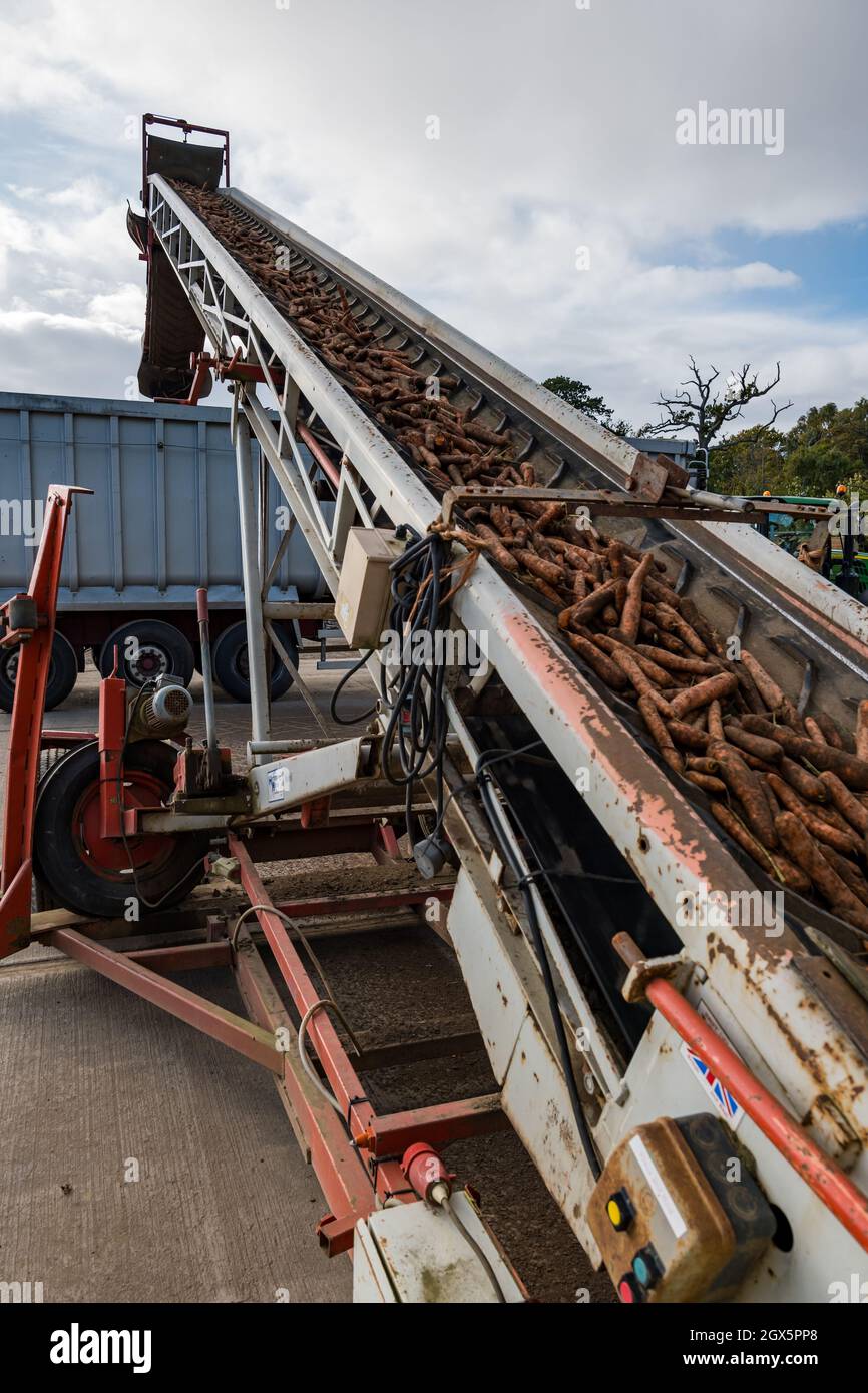 Luffness Mains Farm, East Lothian, Schottland, Großbritannien, 4. Oktober 2021. Beginn der Karottenernte: Luffness Mains ist die einzige Farm im Landkreis, die Karotten anbauen kann. Die Bauern ernten an einem warmen, sonnigen Tag. Die Karotten werden auf den Hof gebracht und in ein Förderbandsystem gekippt, um abnorme Karotten zu sortieren und zu entsorgen, bevor sie in einen riesigen LKW-Anhänger geladen werden, der zu einer Verarbeitungsanlage in Nottingham gebracht und für Supermärkte bestimmt wird Stockfoto