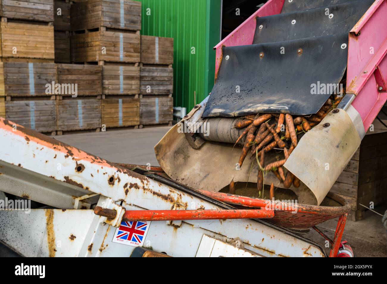 Luffness Mains Farm, East Lothian, Schottland, Großbritannien, 4. Oktober 2021. Beginn der Karottenernte: Luffness Mains ist die einzige Farm im Landkreis, die Karotten anbauen kann. Die Bauern ernten an einem warmen, sonnigen Tag. Die Karotten werden auf den Hof gebracht und in ein Förderbandsystem gekippt, um abnorme Karotten zu sortieren und zu entsorgen, bevor sie in einen riesigen LKW-Anhänger geladen werden, der zu einer Verarbeitungsanlage in Nottingham gebracht und für Supermärkte bestimmt wird Stockfoto