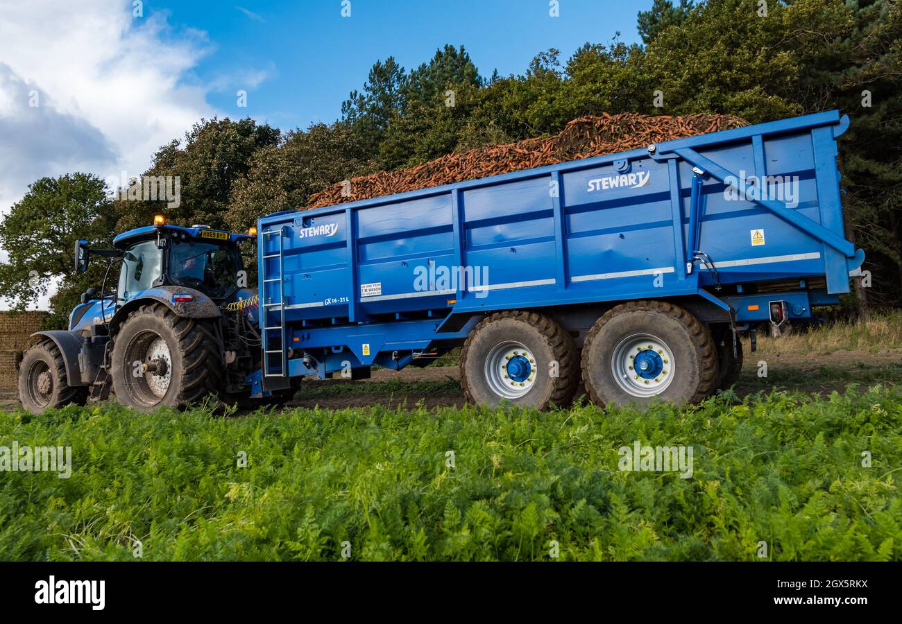 Luffness Mains Farm, East Lothian, Schottland, Großbritannien, 4. Oktober 2021. Beginn der Karottenernte: Luffness Mains ist die einzige Farm im Landkreis, die Karotten anbauen kann. Die Bauern ernten an einem warmen, sonnigen Tag. Ein Traktor, der eine Anhängerladung geernteter Karotten zieht Stockfoto