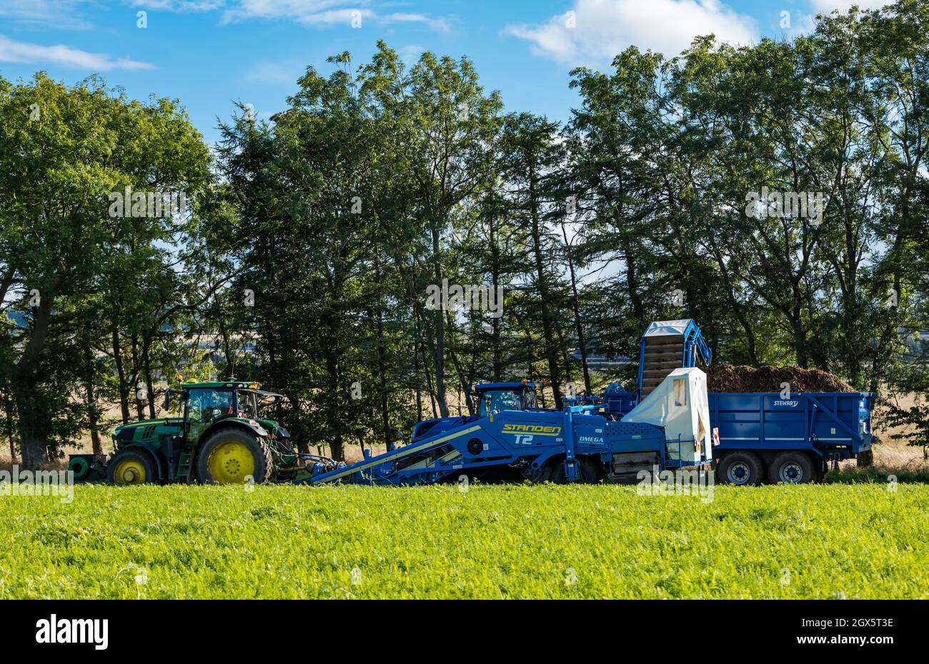 Luffness Mains Farm, East Lothian, Schottland, Großbritannien, 4. Oktober 2021. Beginn der Karottenernte: Luffness Mains ist die einzige Farm im Landkreis, die Karotten anbauen kann. Die Bauern ernten an einem warmen, sonnigen Tag, an dem Karotten in einen Traktoranhänger transportiert werden, während sie vom Boden gegraben werden Stockfoto