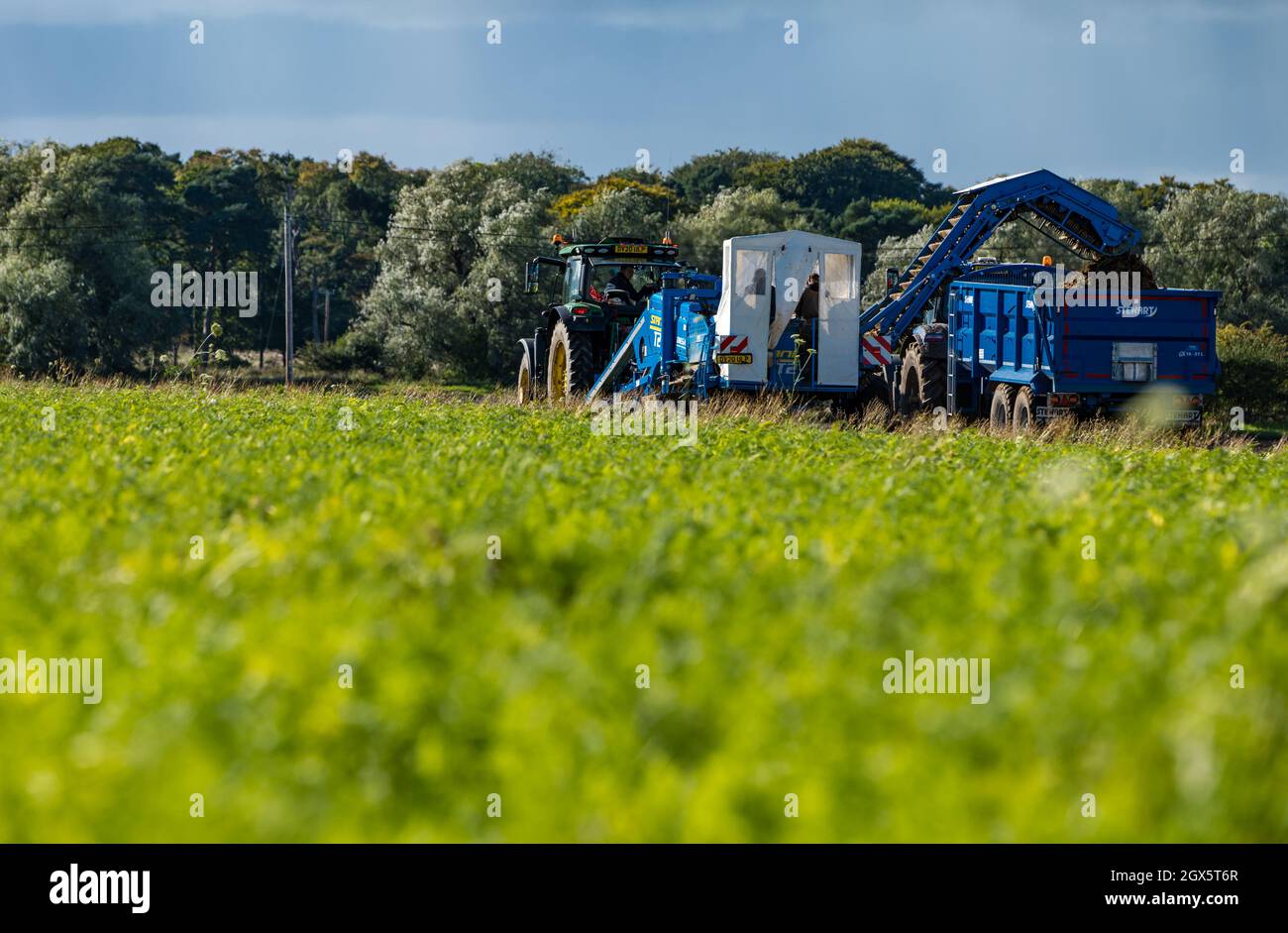 Luffness Mains Farm, East Lothian, Schottland, Großbritannien, 4. Oktober 2021. Beginn der Karottenernte: Luffness Mains ist die einzige Farm im Landkreis, die Karotten anbauen kann. Die Bauern ernten an einem warmen, sonnigen Tag, an dem Karotten in einen Traktoranhänger transportiert werden, während sie vom Boden gegraben werden Stockfoto