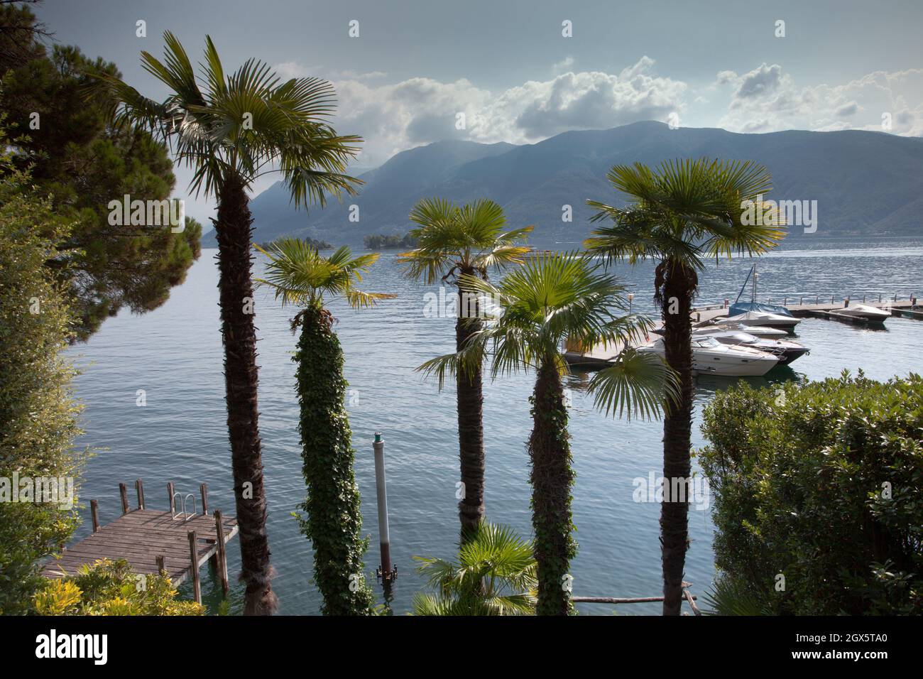Lago Maggiore und Palms Stockfoto