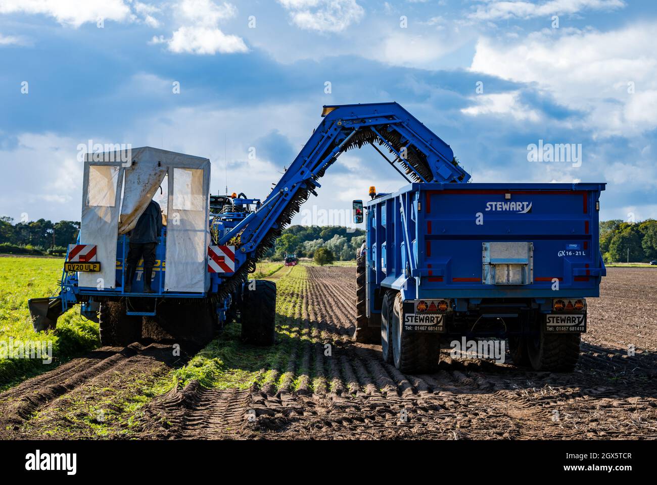 Luffness Mains Farm, East Lothian, Schottland, Großbritannien, 4. Oktober 2021. Beginn der Karottenernte: Luffness Mains ist die einzige Farm im Landkreis, die Karotten anbauen kann. Die Landarbeiter beginnen die Ernte an einem warmen, sonnigen Tag, an dem sich das Wetter morgen ändern wird. Eine Maschine schneidet die Karottenspitzen ab und eine andere gräbt sie aus dem Boden Stockfoto