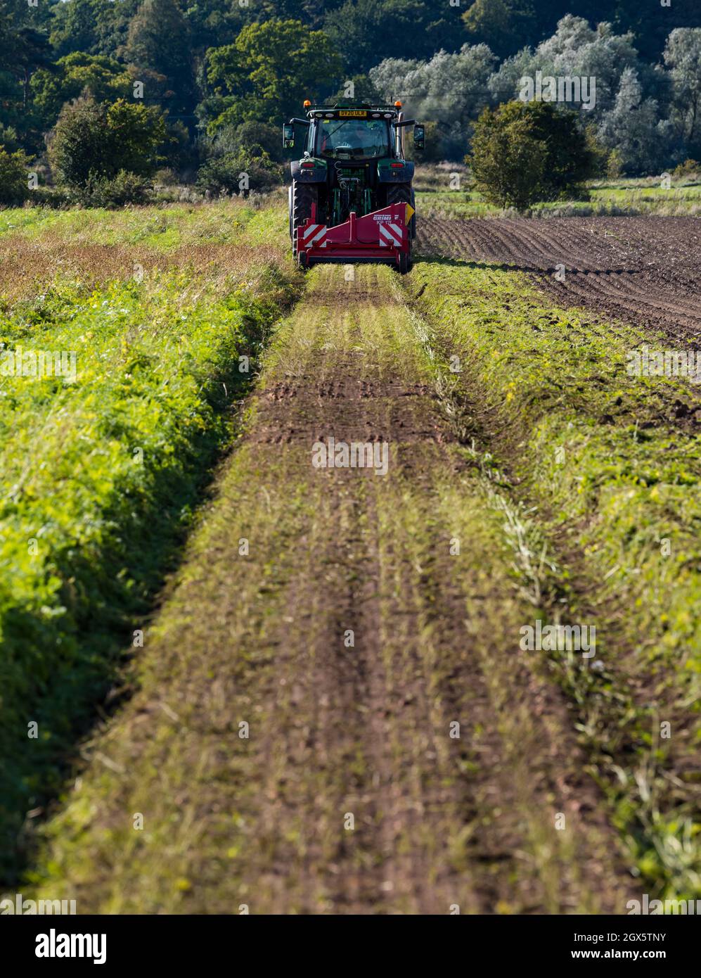 Luffness Mains Farm, East Lothian, Schottland, Großbritannien, 4. Oktober 2021. Beginn der Karottenernte: Luffness Mains ist die einzige Farm im Landkreis, die Karotten anbauen kann. Die Bauern ernten an einem warmen, sonnigen Tag. Eine Maschine schneidet die Karottenspitzen ab und bevor sie ausgegraben werden Stockfoto