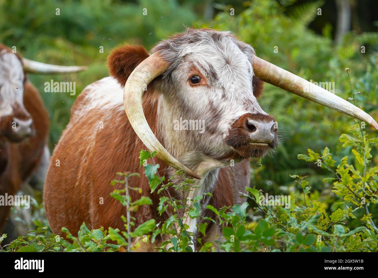 Nahaufnahme eines braunen und weißen englischen Longhorn-Viehs, das im Freien auf wildem, britischem Heide herumstreift. Stockfoto