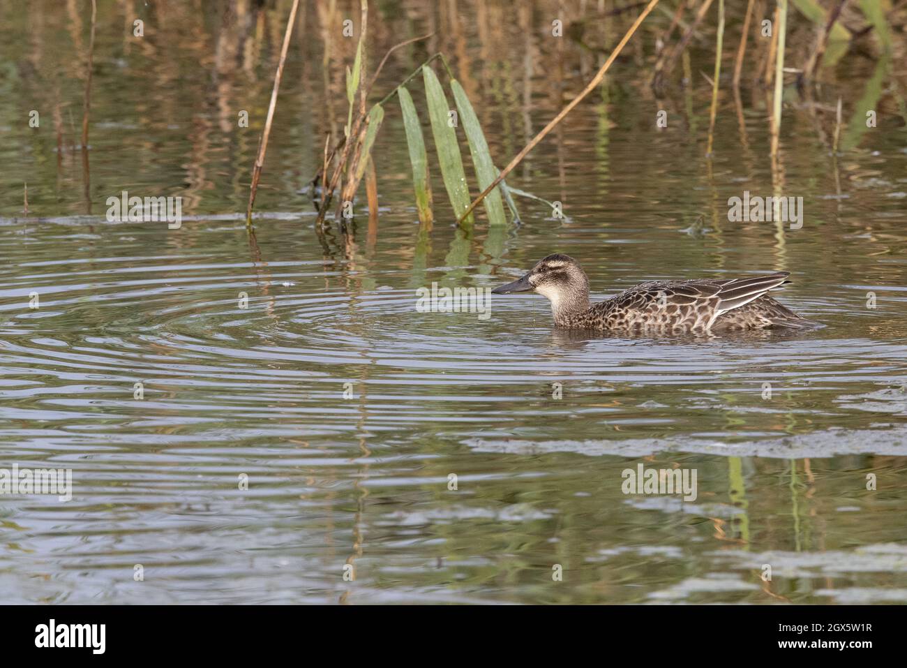 Garganey Anas Querquedula Eclipse Drake Strumpshaw Fen Norfolk Gb Grossbritannien September 2021 Stockfotografie Alamy