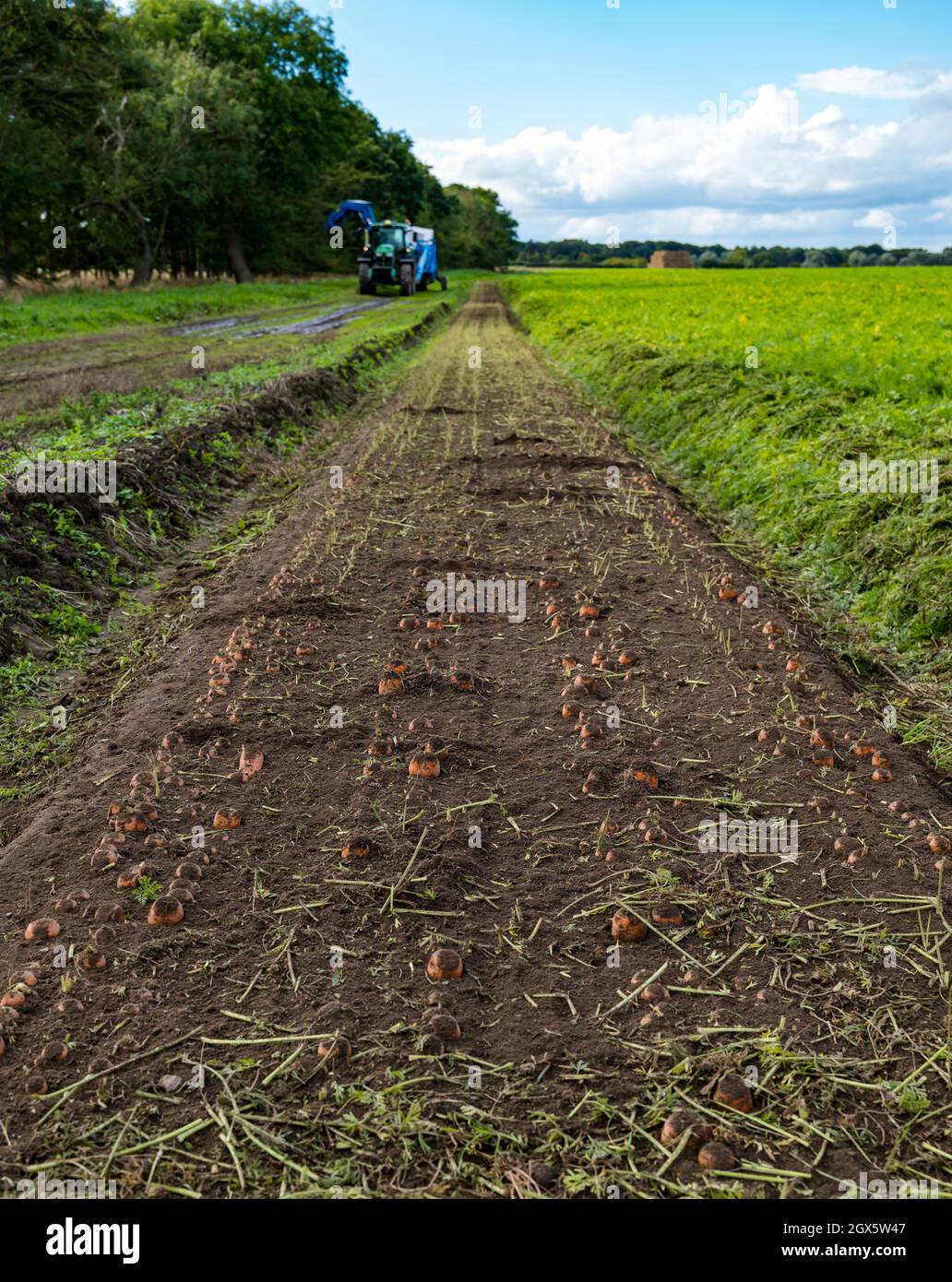 Luffness Mains Farm, East Lothian, Schottland, Großbritannien, 4. Oktober 2021. Beginn der Karottenernte: Luffness Mains ist die einzige Farm im Landkreis, die Karotten anbauen kann. Die Bauern ernten an einem warmen, sonnigen Tag. Eine Maschine schneidet die Karottenspitzen ab und bevor sie ausgegraben werden Stockfoto