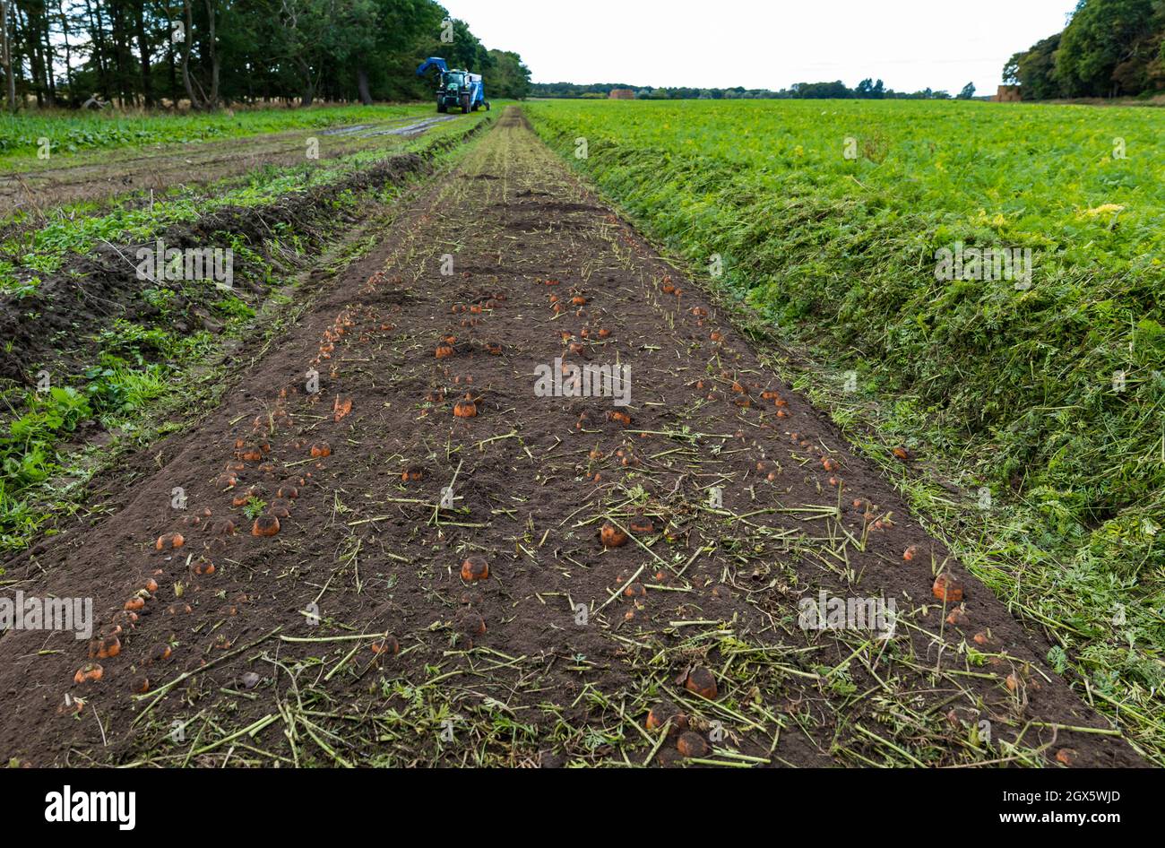 Luffness Mains Farm, East Lothian, Schottland, Großbritannien, 4. Oktober 2021. Beginn der Karottenernte: Luffness Mains ist die einzige Farm im Landkreis, die Karotten anbauen kann. Die Bauern ernten an einem warmen, sonnigen Tag. Eine Maschine schneidet die Karottenspitzen ab und bevor sie ausgegraben werden Stockfoto