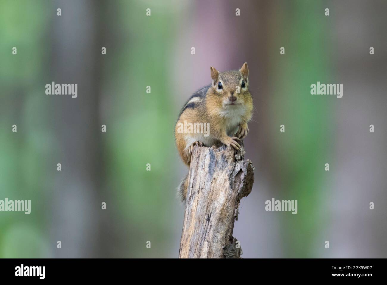 östlicher Streifenhörnchen (Tamias striatus) im Frühherbst Stockfoto