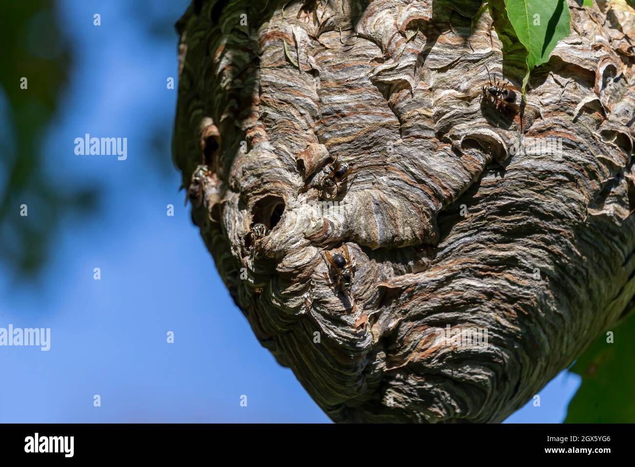 Glatzenschhorfe ( Dolichovespula maculata ) Nistet auf einem Baum im Park. Wespenarten sind auch als Glatzengesichtengelbweste, Glatzengesichtenwa bekannt Stockfoto