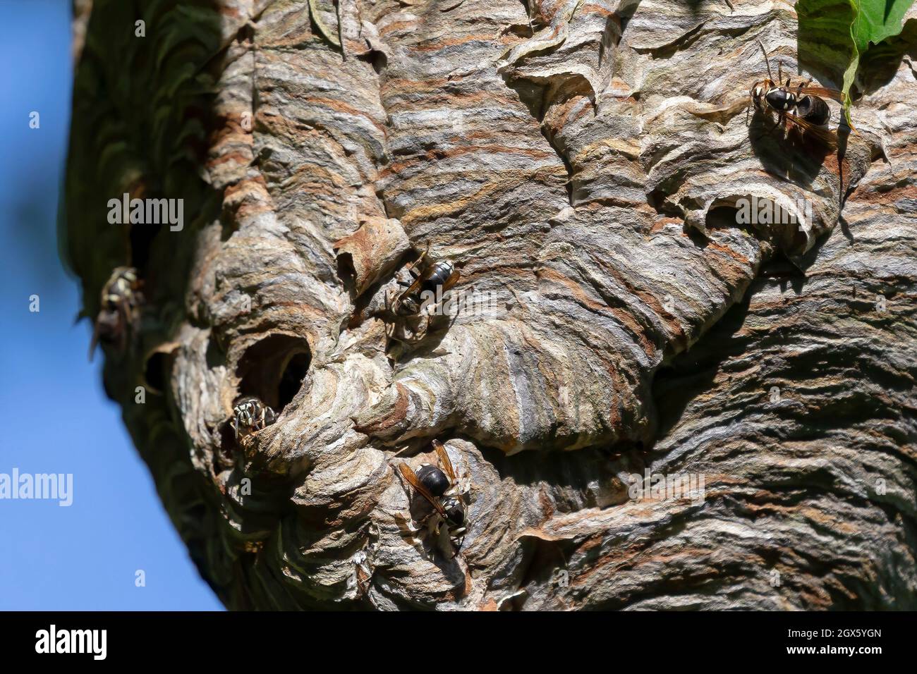 Glatzenschhorfe ( Dolichovespula maculata ) Nistet auf einem Baum im Park. Wespenarten sind auch als Glatzengesichtengelbweste, Glatzengesichtenwa bekannt Stockfoto