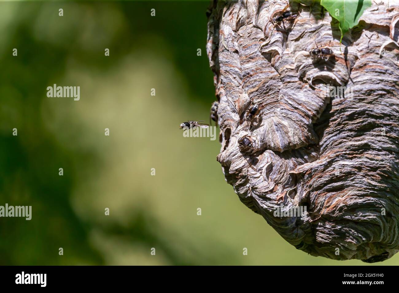 Glatzenschhorfe ( Dolichovespula maculata ) Nistet auf einem Baum im Park. Wespenarten sind auch als Glatzengesichtengelbweste, Glatzengesichtenwa bekannt Stockfoto