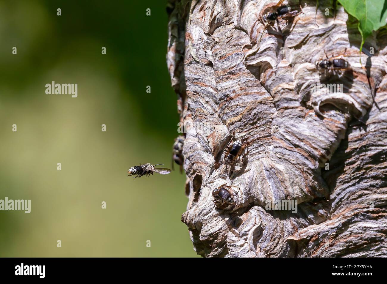 Glatzenschhorfe ( Dolichovespula maculata ) Nistet auf einem Baum im Park. Wespenarten sind auch als Glatzengesichtengelbweste, Glatzengesichtenwa bekannt Stockfoto