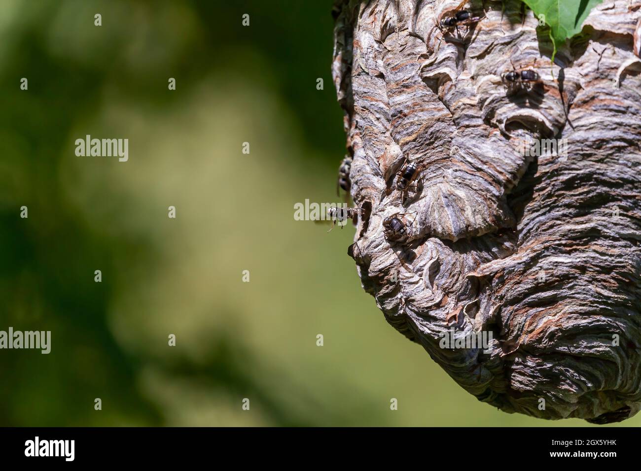 Glatzenschhorfe ( Dolichovespula maculata ) Nistet auf einem Baum im Park. Wespenarten sind auch als Glatzengesichtengelbweste, Glatzengesichtenwa bekannt Stockfoto