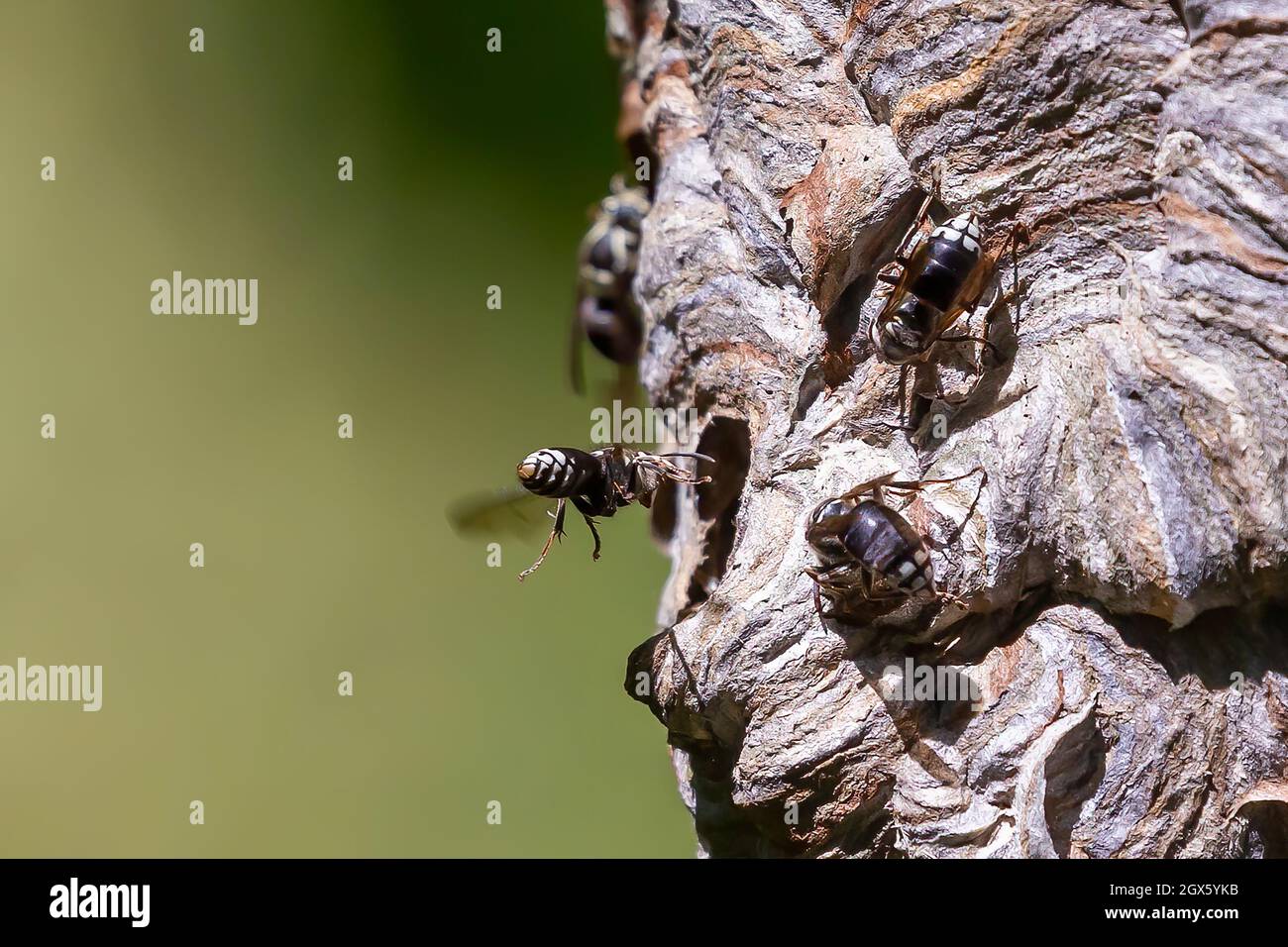 Glatzenschhorfe ( Dolichovespula maculata ) Nistet auf einem Baum im Park. Wespenarten sind auch als Glatzengesichtengelbweste, Glatzengesichtenwa bekannt Stockfoto