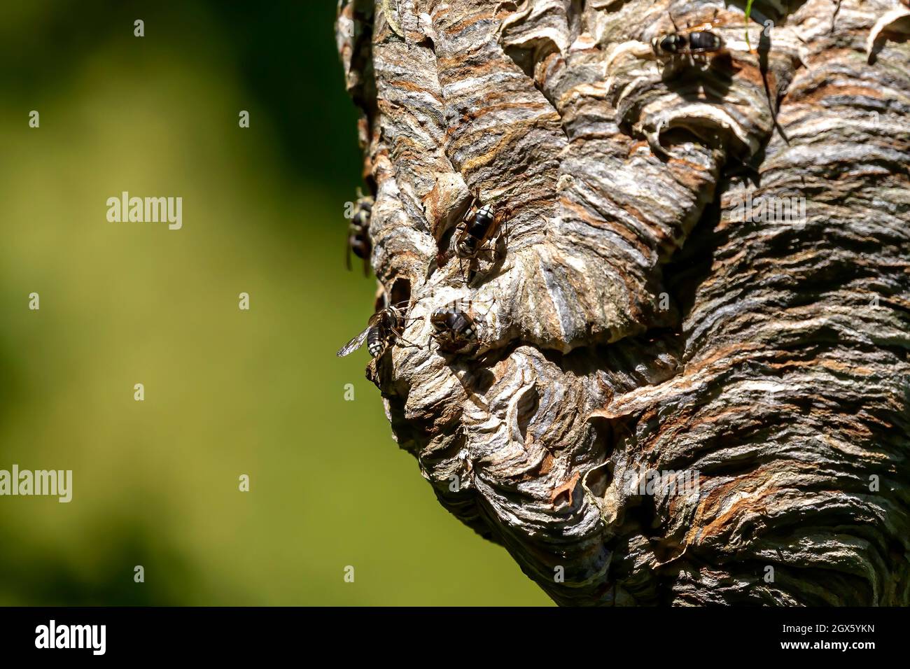 Glatzenschhorfe ( Dolichovespula maculata ) Nistet auf einem Baum im Park. Wespenarten sind auch als Glatzengesichtengelbweste, Glatzengesichtenwa bekannt Stockfoto