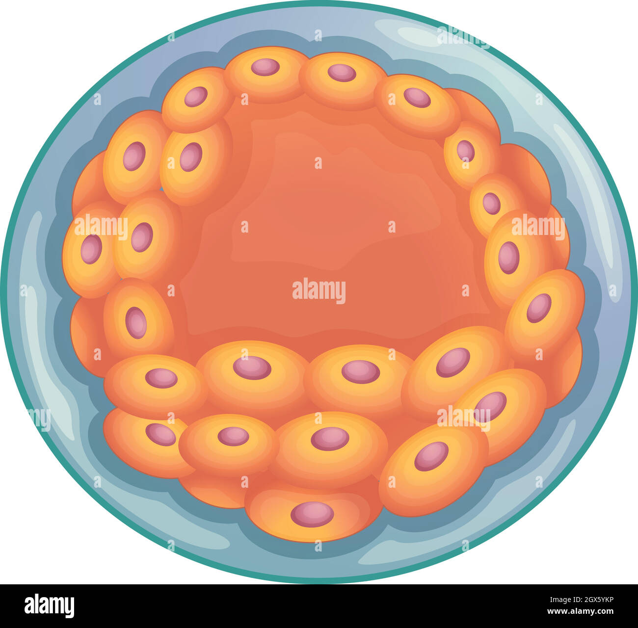 Blastozyste Stock Vektor