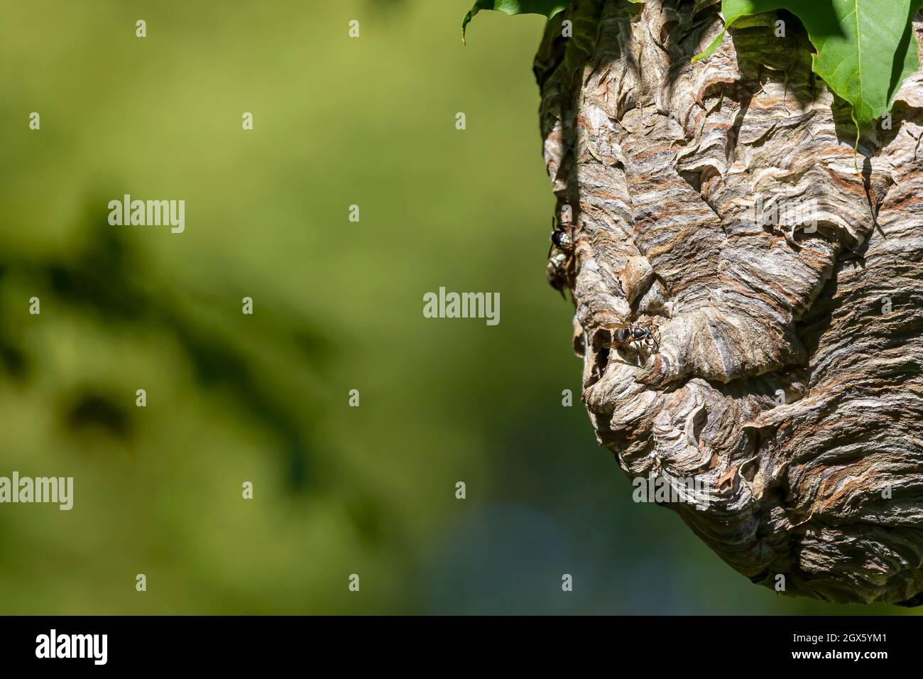 Glatzenschhorfe ( Dolichovespula maculata ) Nistet auf einem Baum im Park. Wespenarten sind auch als Glatzengesichtengelbweste, Glatzengesichtenwa bekannt Stockfoto