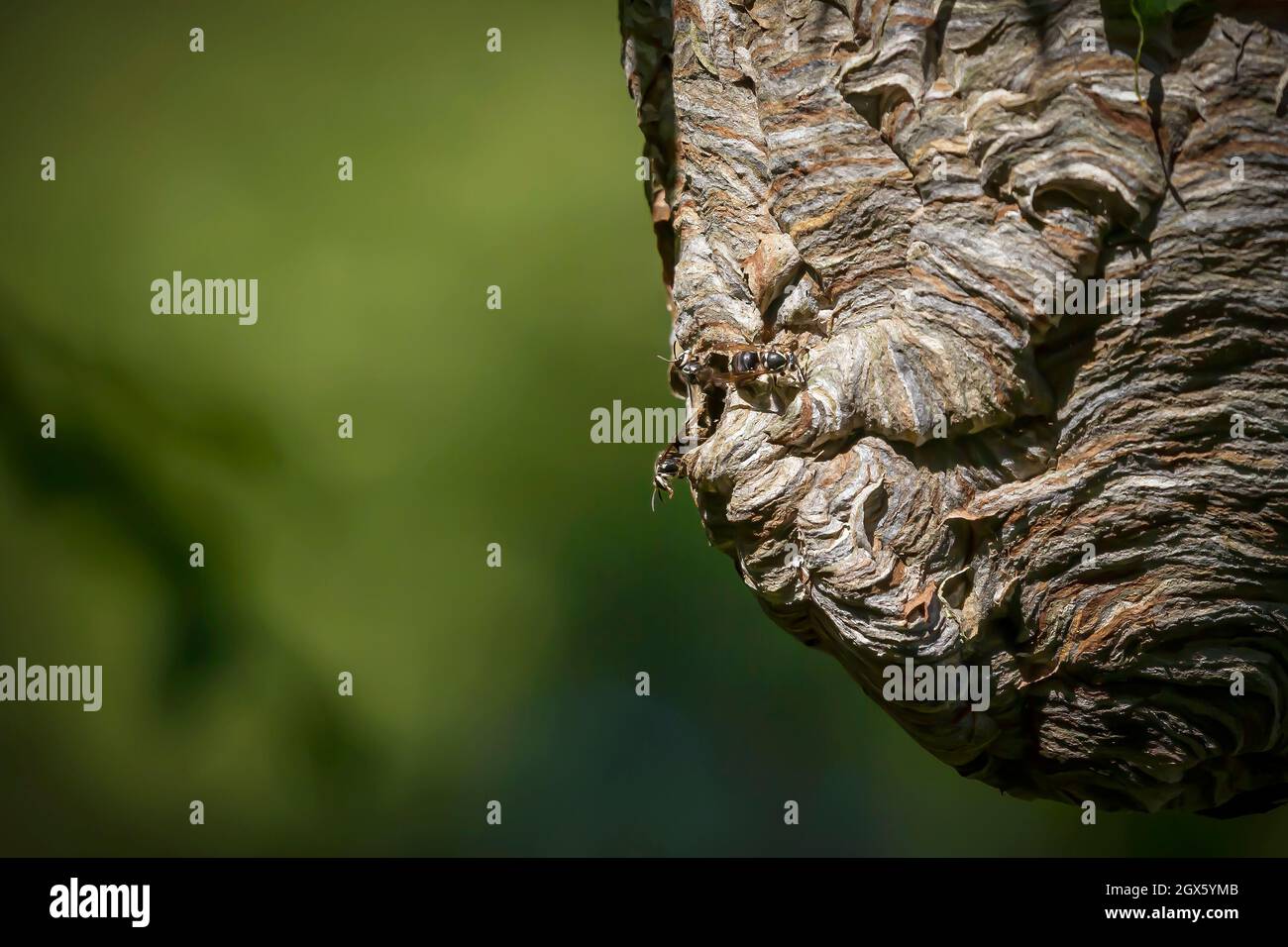 Glatzenschhorfe ( Dolichovespula maculata ) Nistet auf einem Baum im Park. Wespenarten sind auch als Glatzengesichtengelbweste, Glatzengesichtenwa bekannt Stockfoto