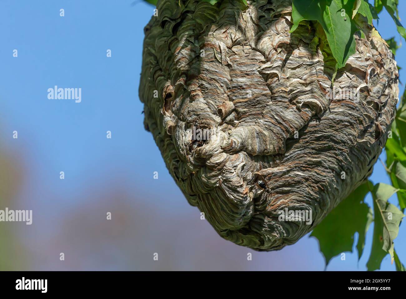 Glatzenschhorfe ( Dolichovespula maculata ) Nistet auf einem Baum im Park. Wespenarten sind auch als Glatzengesichtengelbweste, Glatzengesichtenwa bekannt Stockfoto