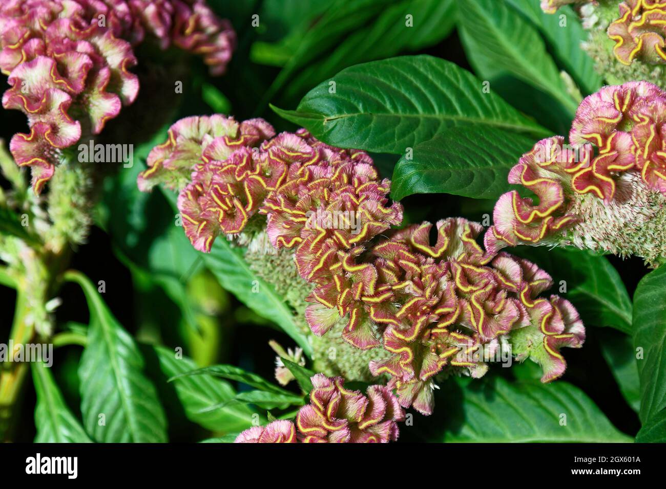 Cockscomb, Celosia, staubrosa, kultivierte Blume, zerzauste, Krautig, Nahaufnahme, Natur, Garten, Pennsylvania, Sommer Stockfoto