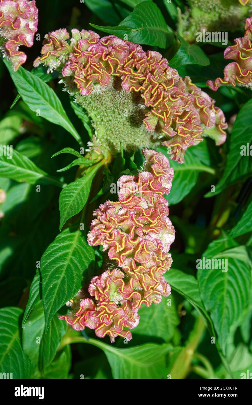 Cockscomb, Celosia, staubrosa, kultivierte Blume, zerzauste, Krautig, Nahaufnahme, Natur, Garten, Pennsylvania, Sommer Stockfoto
